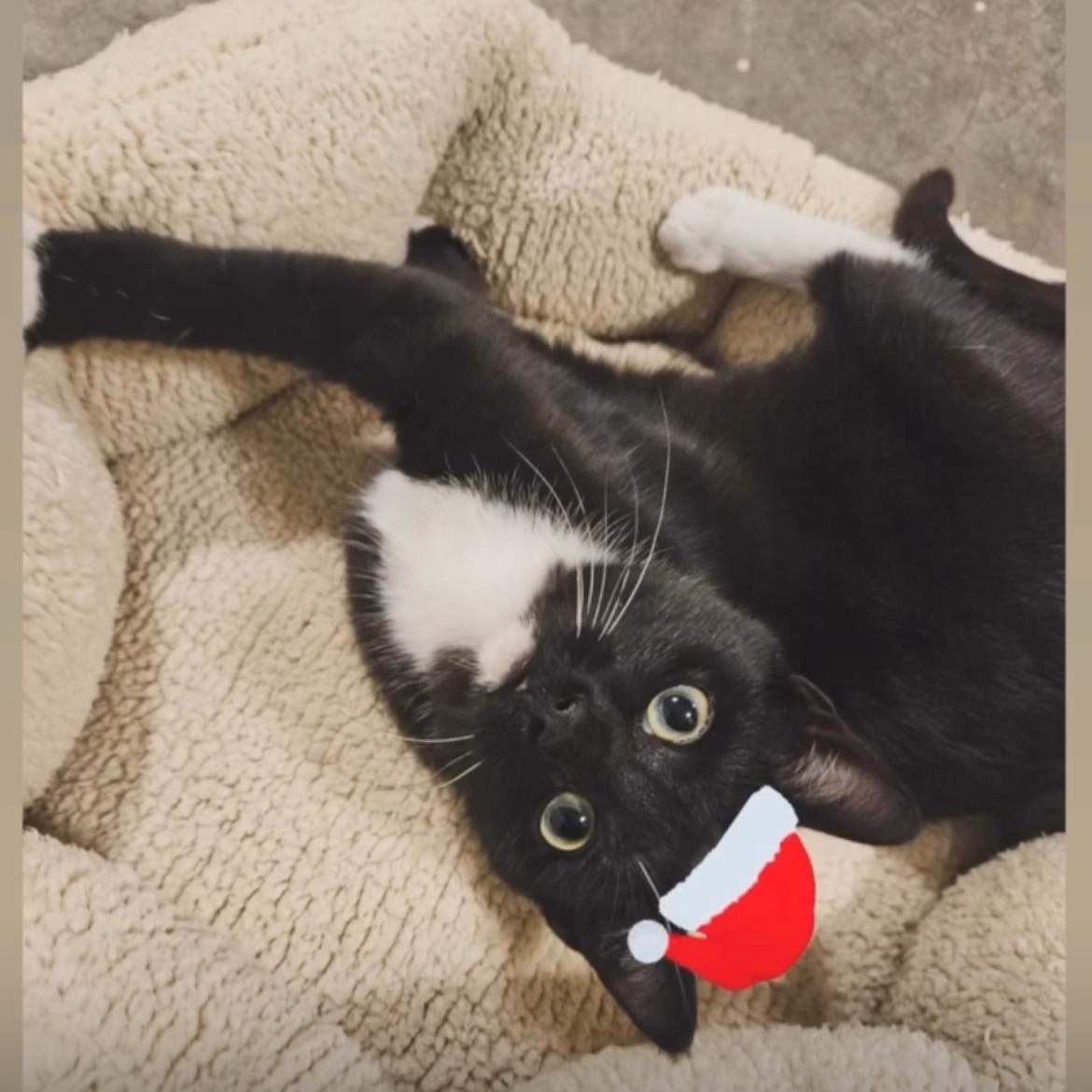 Allegro, ADOPTABLE, Kitten Male Domestic Short Hair.