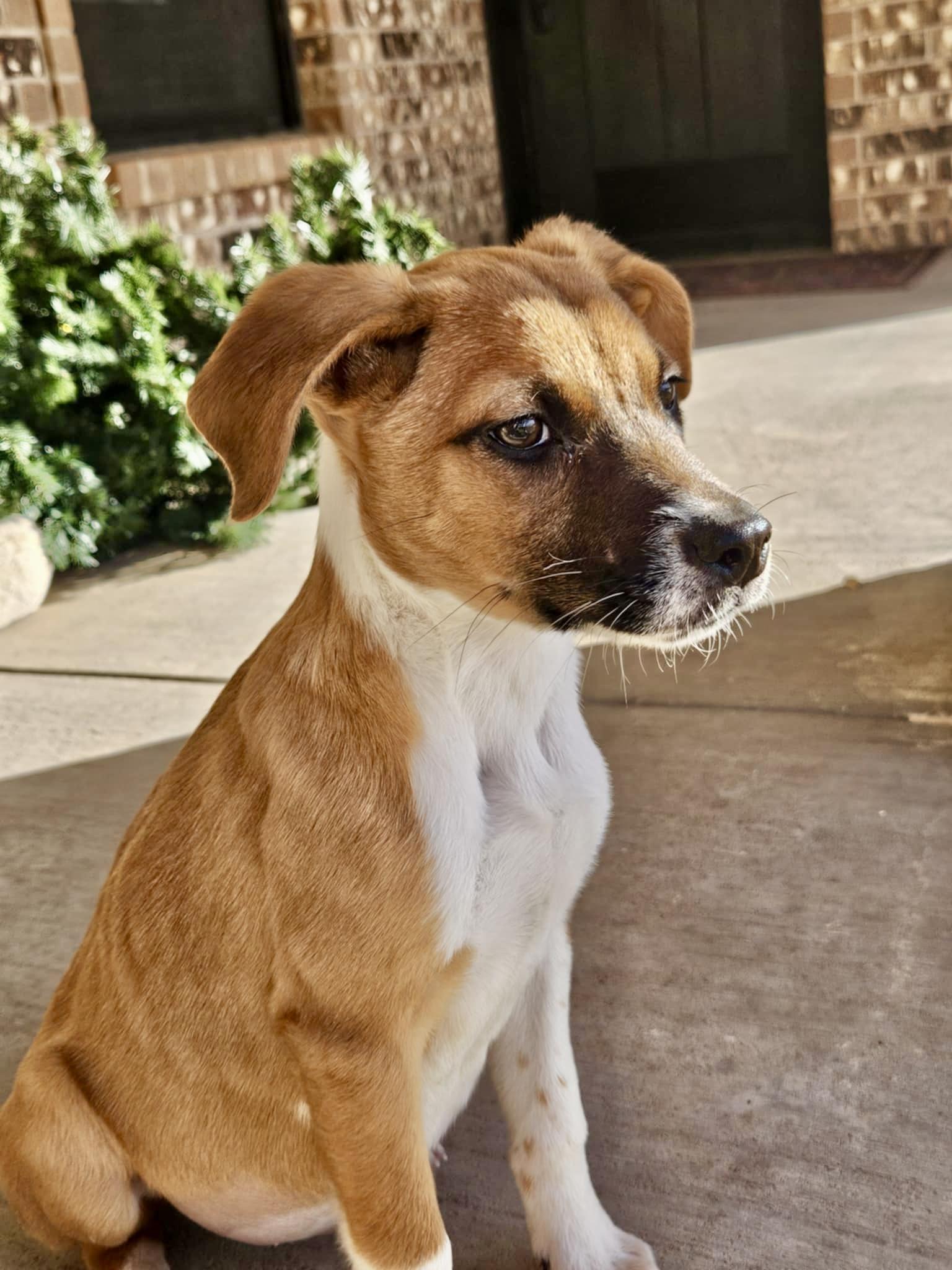 Enlarge Dolly, an adopted mixed breed in Indianapolis, IN image 6/6