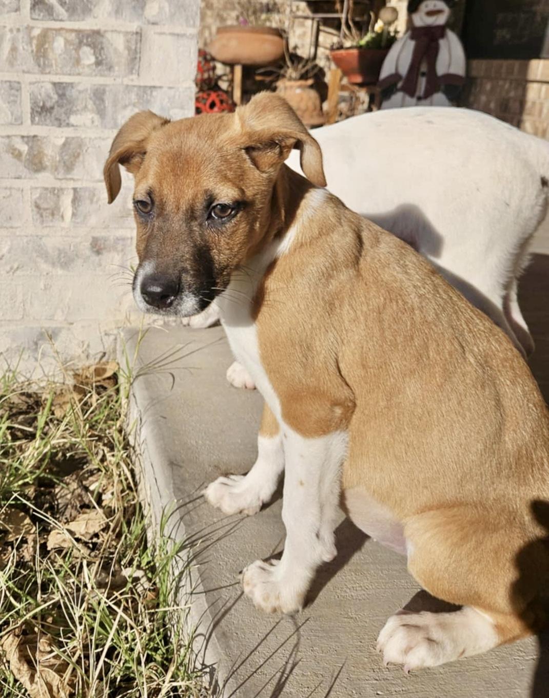 Enlarge Dolly, an adopted mixed breed in Indianapolis, IN image 5/6