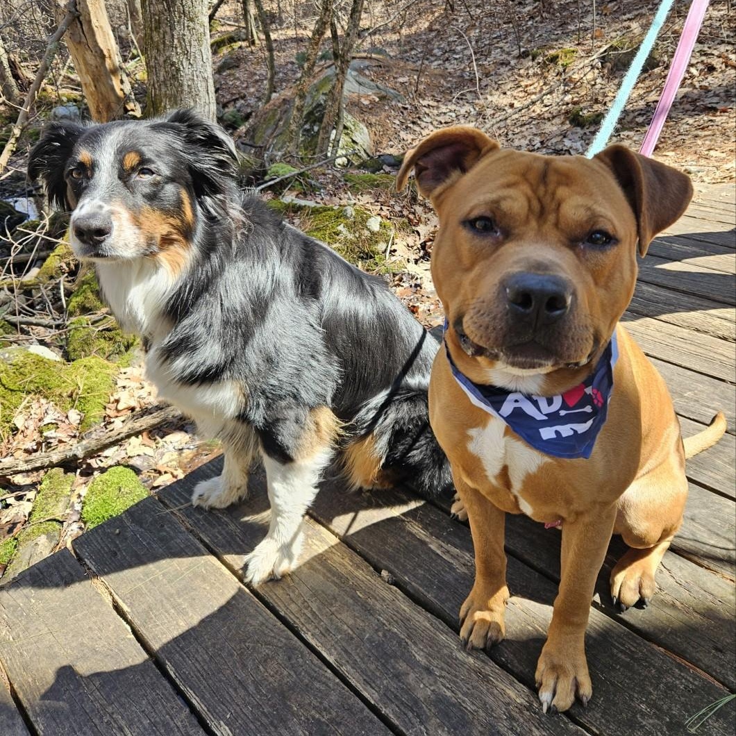 Enlarge Toffee, an adopted mixed breed in Medfield, MA image 3/6