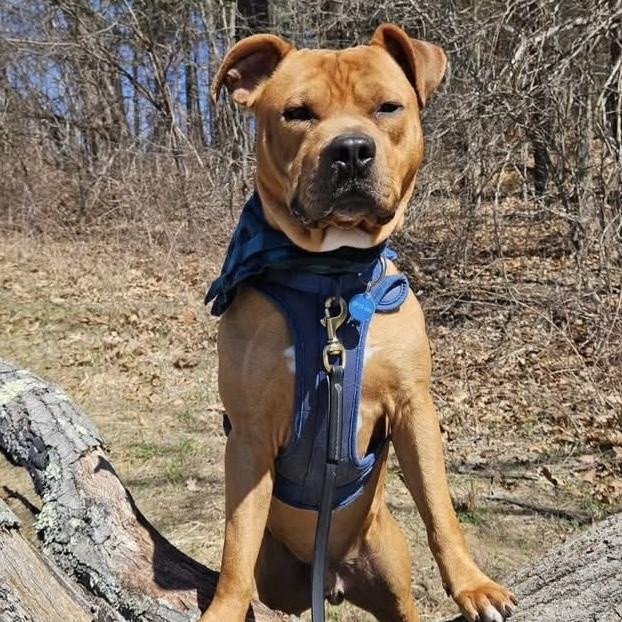 Toffee, adopted, Young Male Pit Bull Terrier.