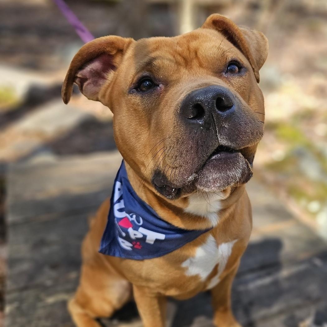 Enlarge Toffee, an adopted mixed breed in Medfield, MA image 2/6