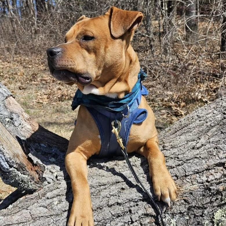 Enlarge Toffee, an adopted mixed breed in Medfield, MA image 6/6