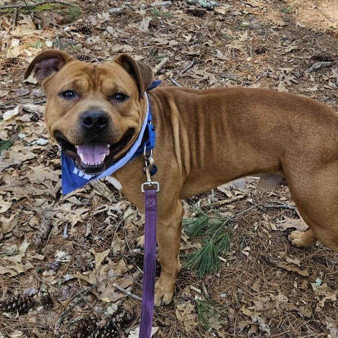 Enlarge Toffee, an adopted mixed breed in Medfield, MA image 4/6
