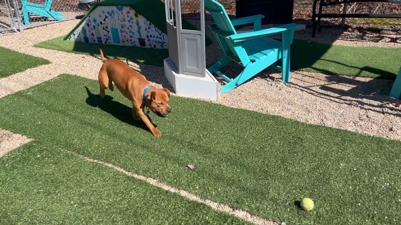 Enlarge Toffee, an adopted mixed breed in Medfield, MA video 5/6