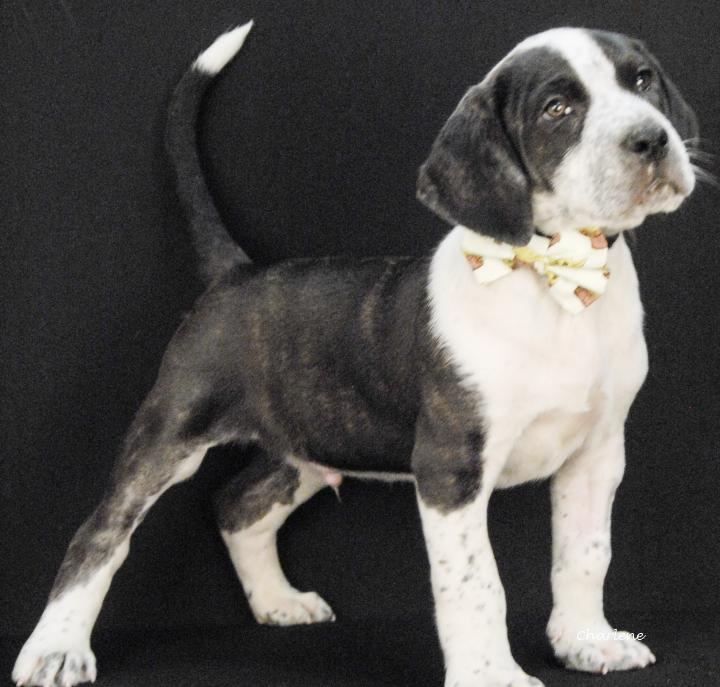 Fireworks, a Adoptable Hound in Newland, NC image 1/2