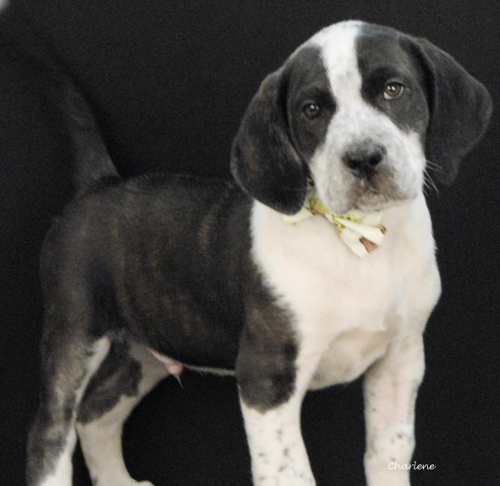 Fireworks, a Adoptable Hound in Newland, NC image 2/2