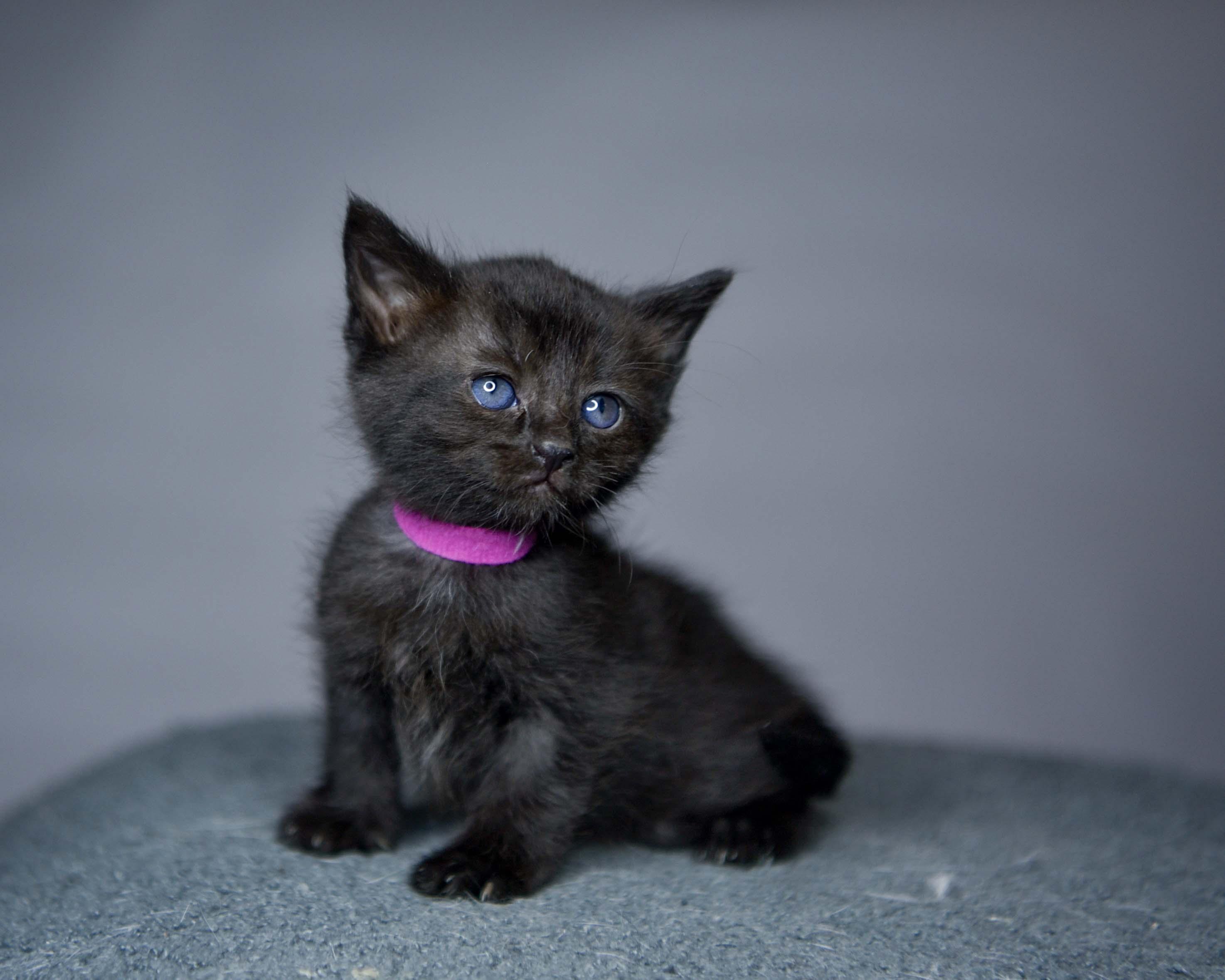 Eclipse, Adoptable, Kitten Female Domestic Short Hair.