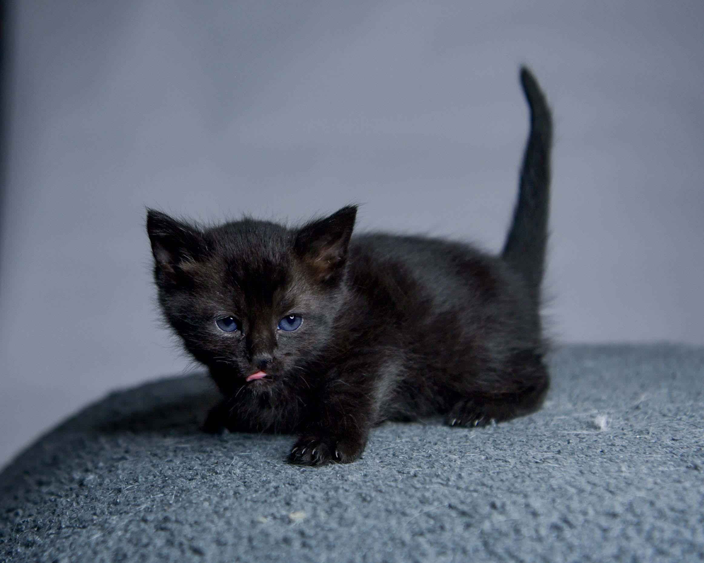 Eclipse, a Adoptable Domestic Short Hair in Bethel Park, PA image 2/4