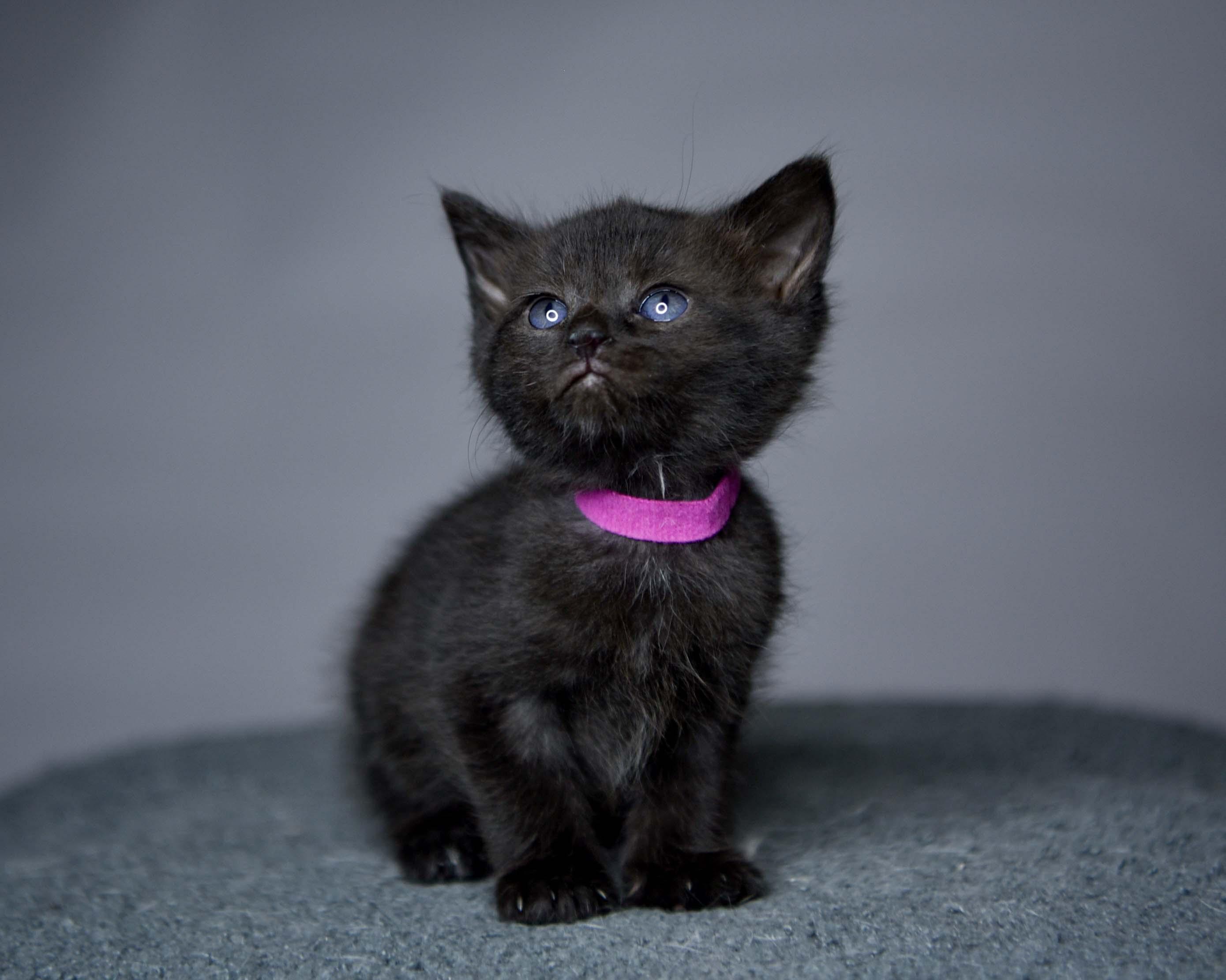 Eclipse, a Adoptable Domestic Short Hair in Bethel Park, PA image 3/4