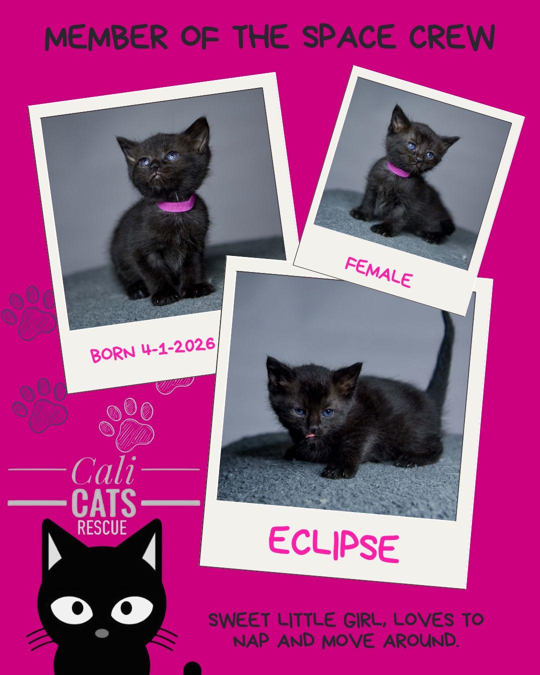 Eclipse, a Adoptable Domestic Short Hair in Bethel Park, PA image 4/4