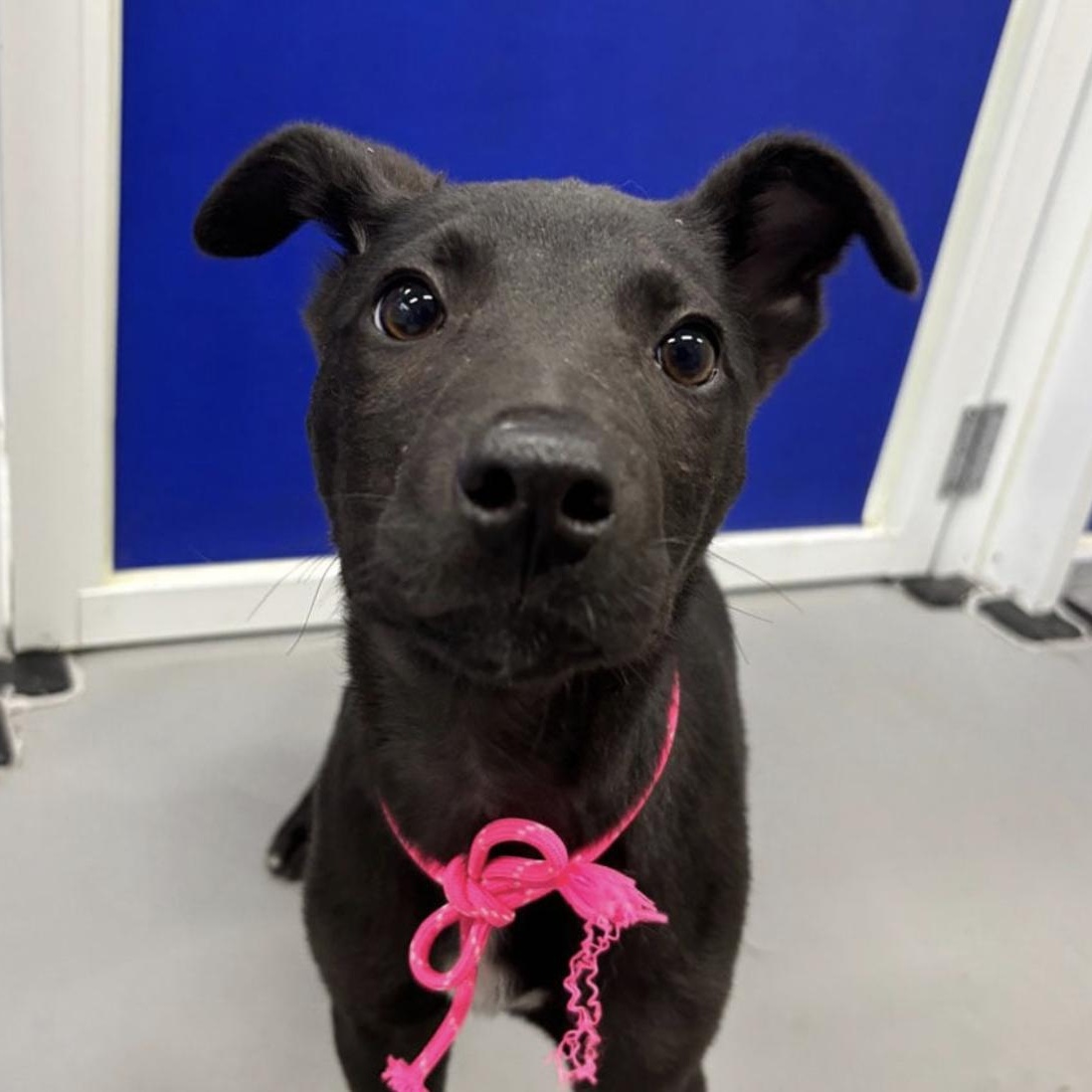 Bud, an adoptable Jindo in San Ramon, CA, 94582 | Photo Image 2