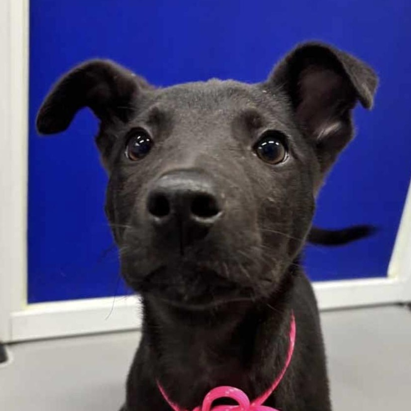 Bud, an adoptable Jindo in San Ramon, CA, 94582 | Photo Image 1