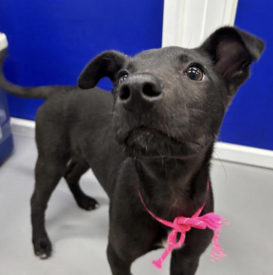 Bud, an adoptable Jindo in San Ramon, CA, 94582 | Photo Image 3