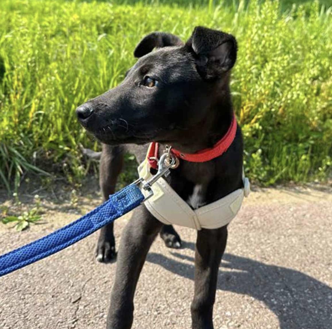 Bud, an adoptable Jindo in San Ramon, CA, 94582 | Photo Image 4