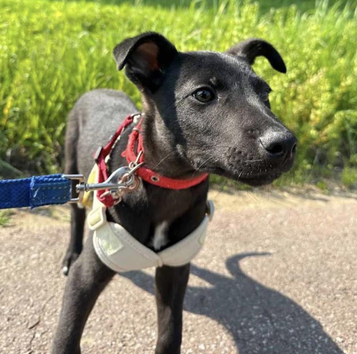Bud, an adoptable Jindo in San Ramon, CA, 94582 | Photo Image 5
