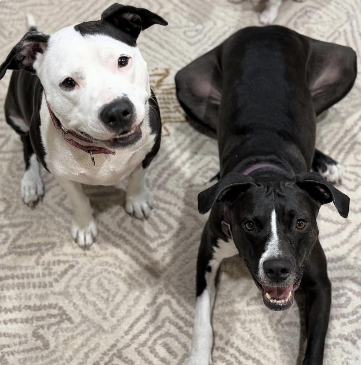 Enlarge Beanie, a ADOPTABLE Mixed Breed in Palm springs, FL image 2/2