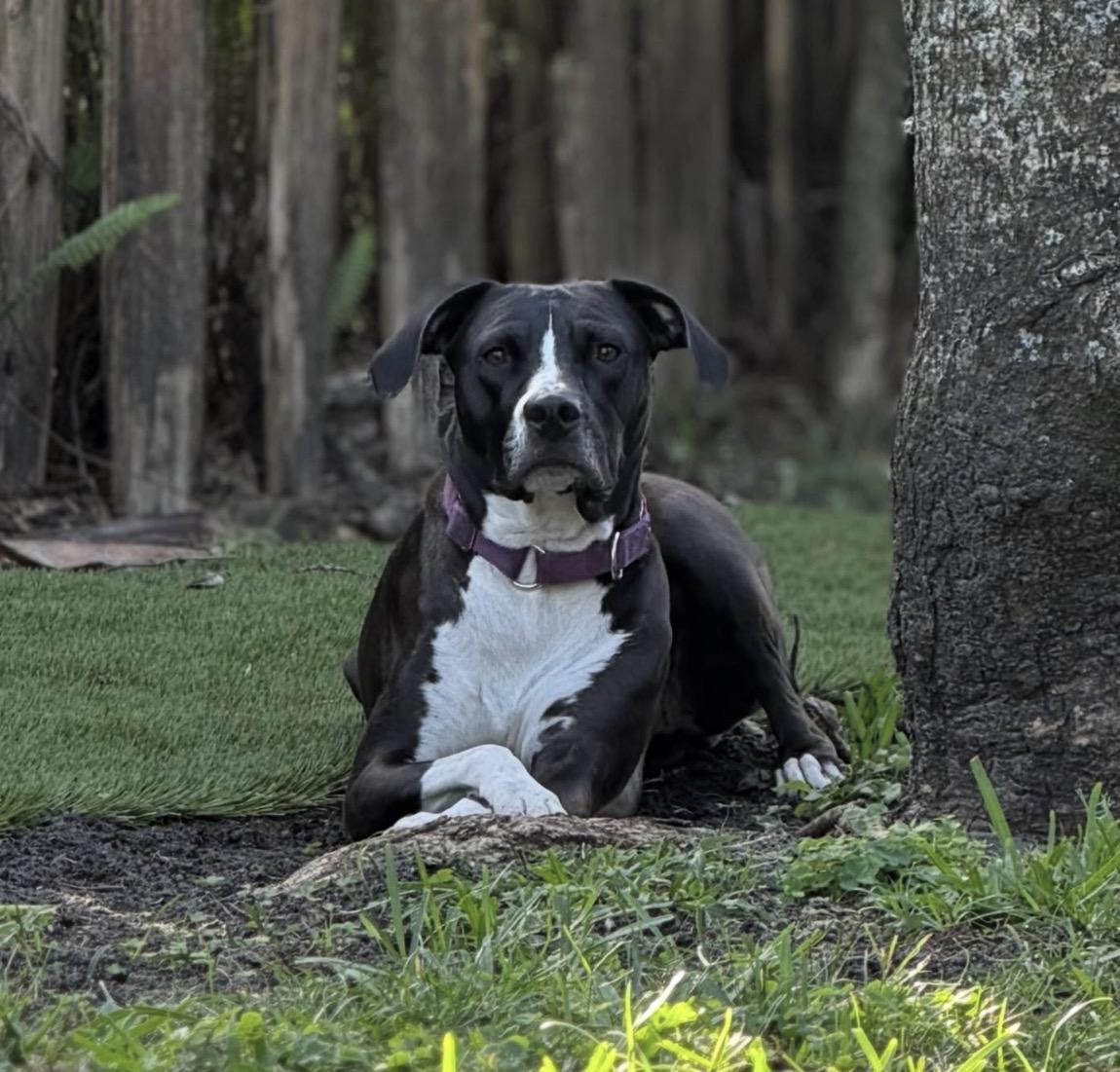 Enlarge Beanie, a ADOPTABLE Mixed Breed in Palm springs, FL image 1/2
