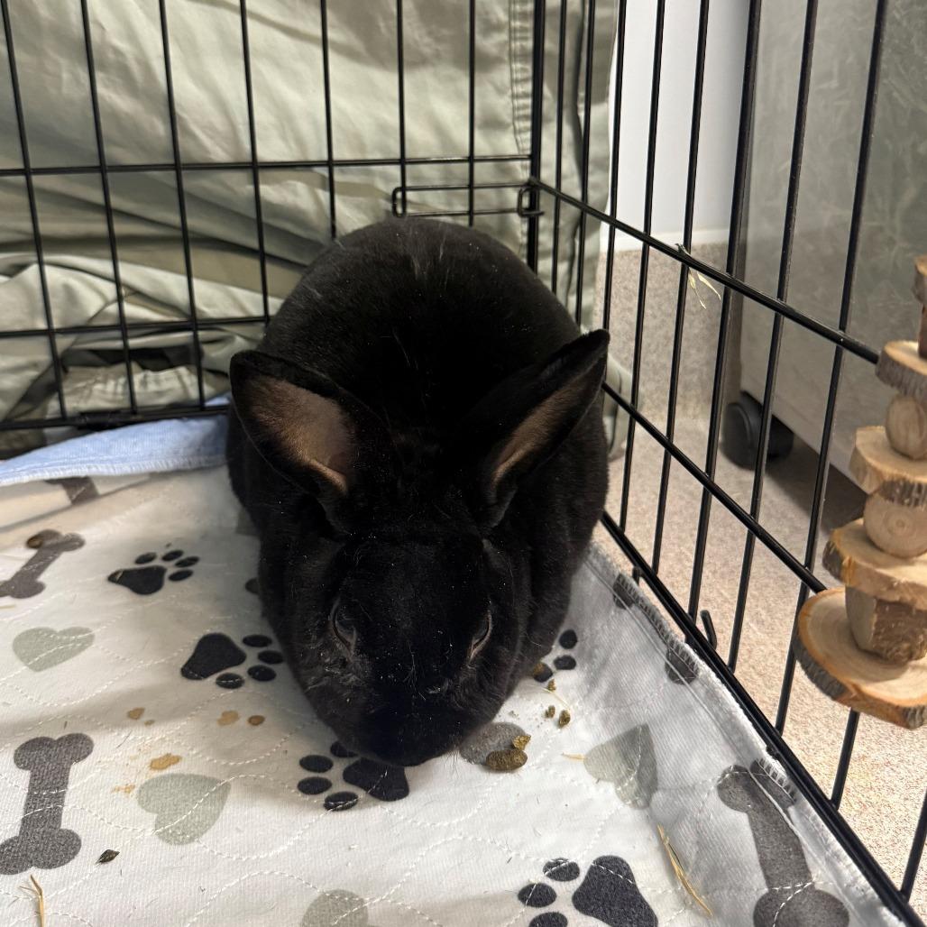Enlarge Shadow, a Adoptable Mini Rex in Branford, CT image 1/1