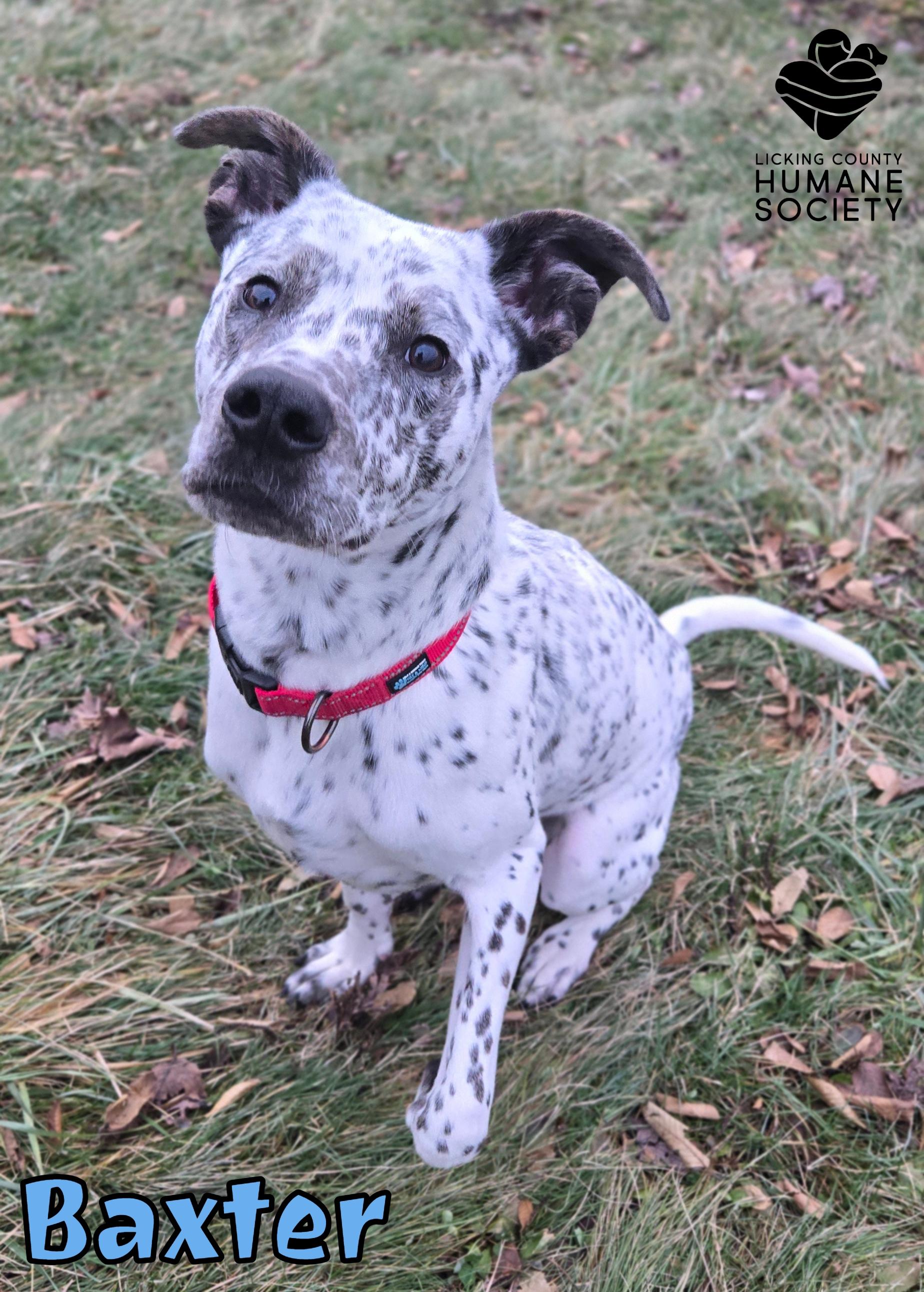 Enlarge Baxter, a ADOPTABLE mixed breed in Heath, OH image 1/1