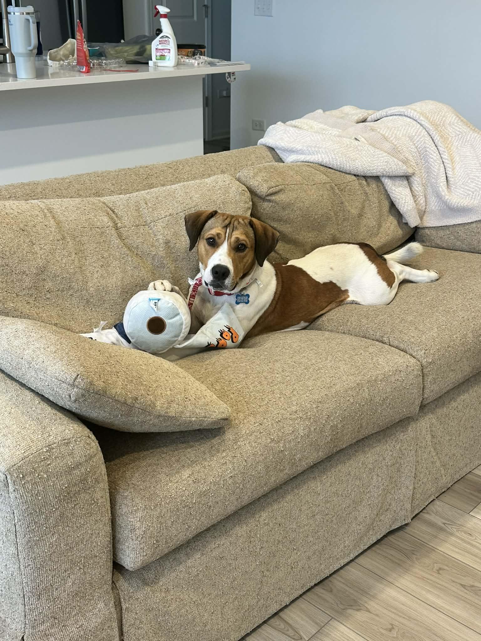 Wilson, Adoptable, Adult Male Pembroke Welsh Corgi & Beagle.