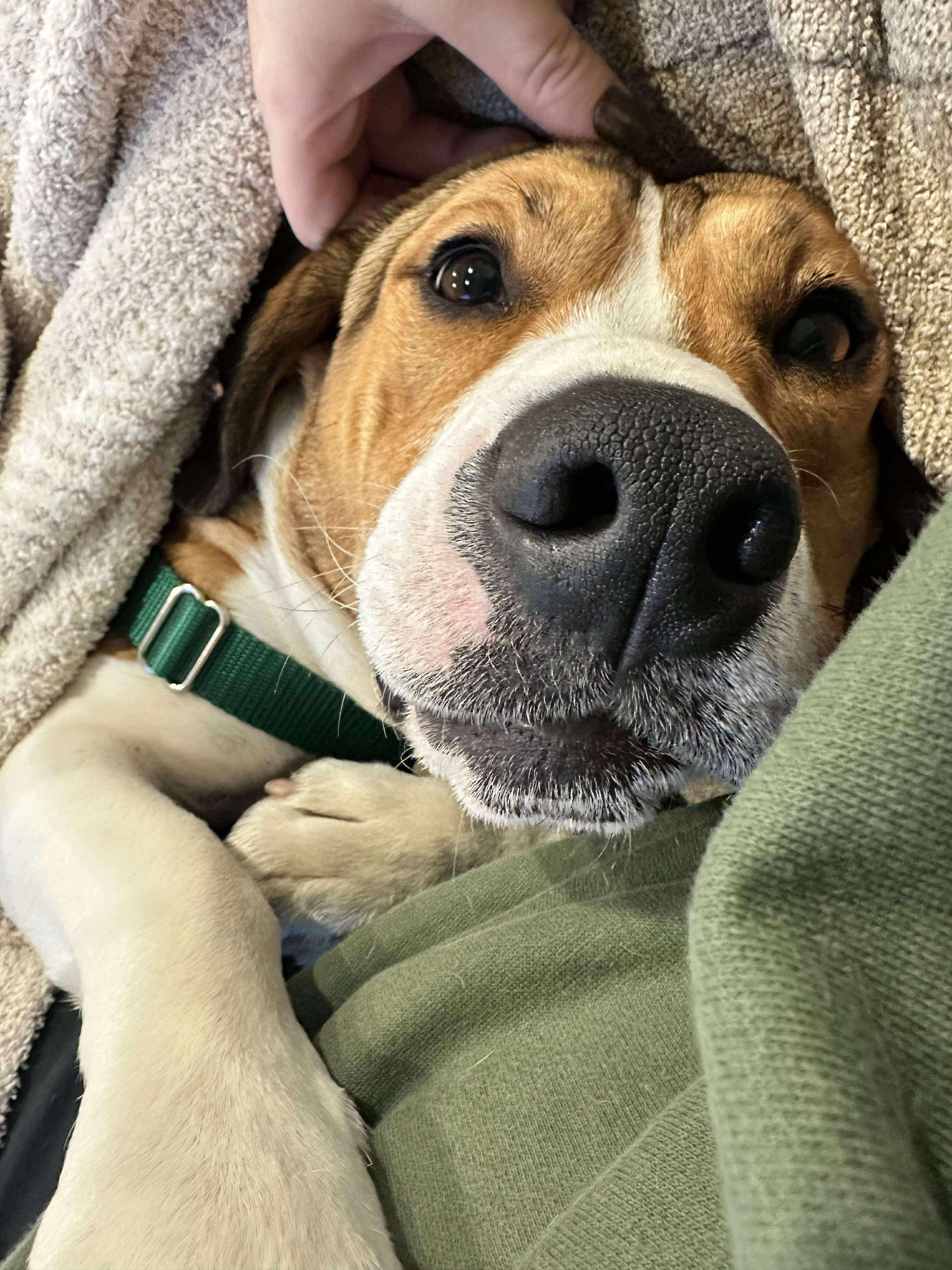 Wilson, a Adoptable mixed breed in Lockport, IL image 3/6