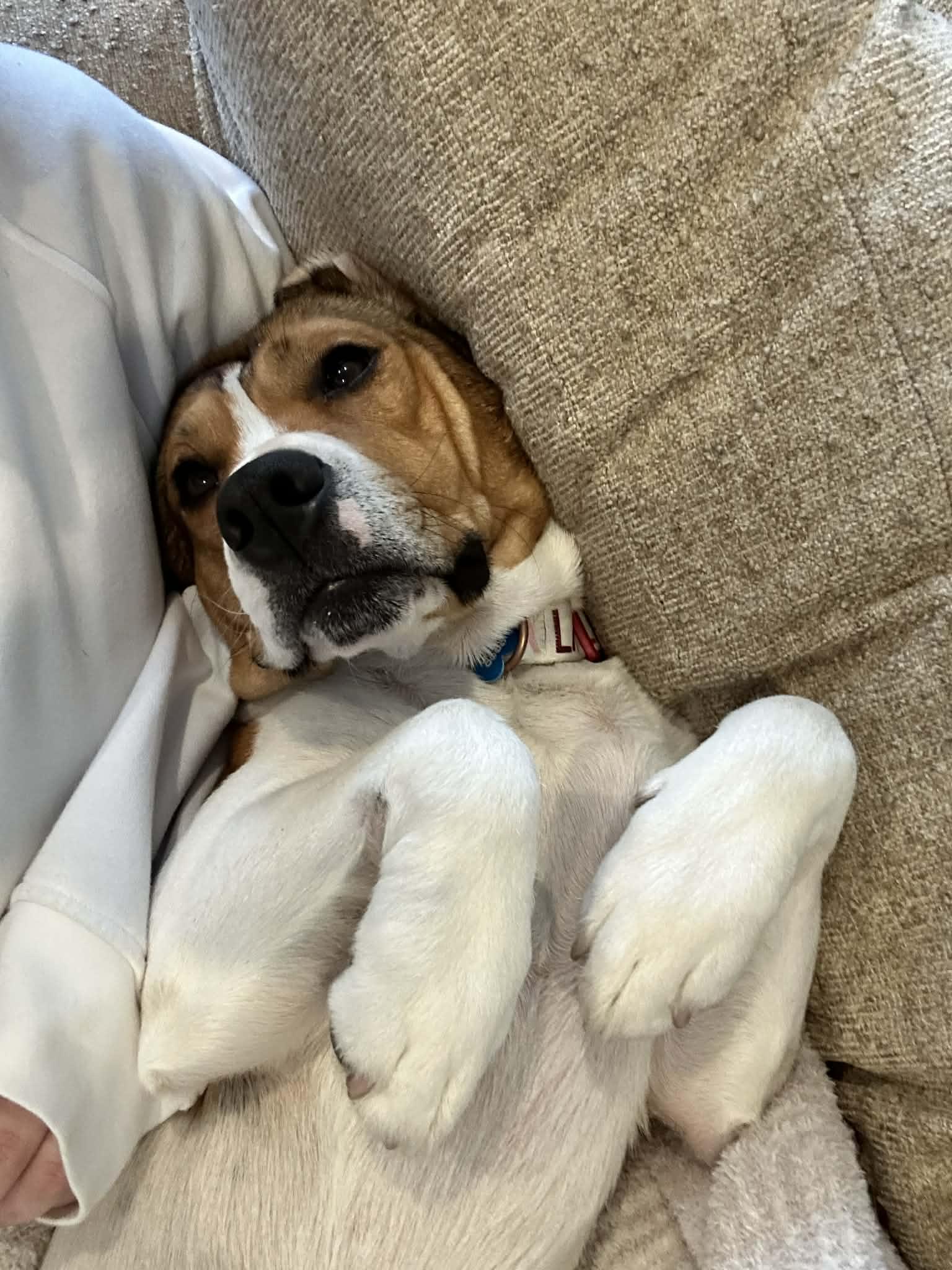 Wilson, a Adoptable mixed breed in Lockport, IL image 4/6