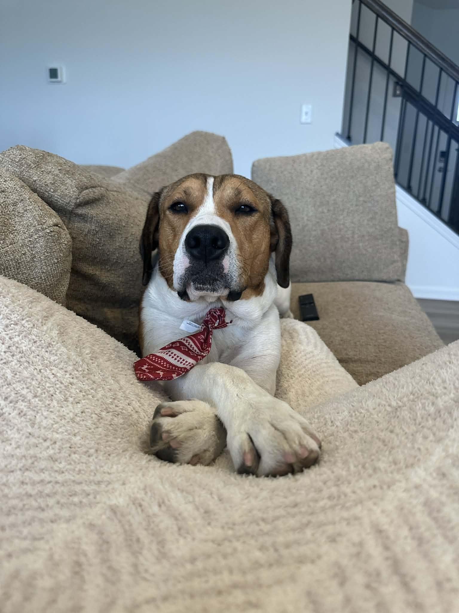 Wilson, a Adoptable mixed breed in Lockport, IL image 5/6