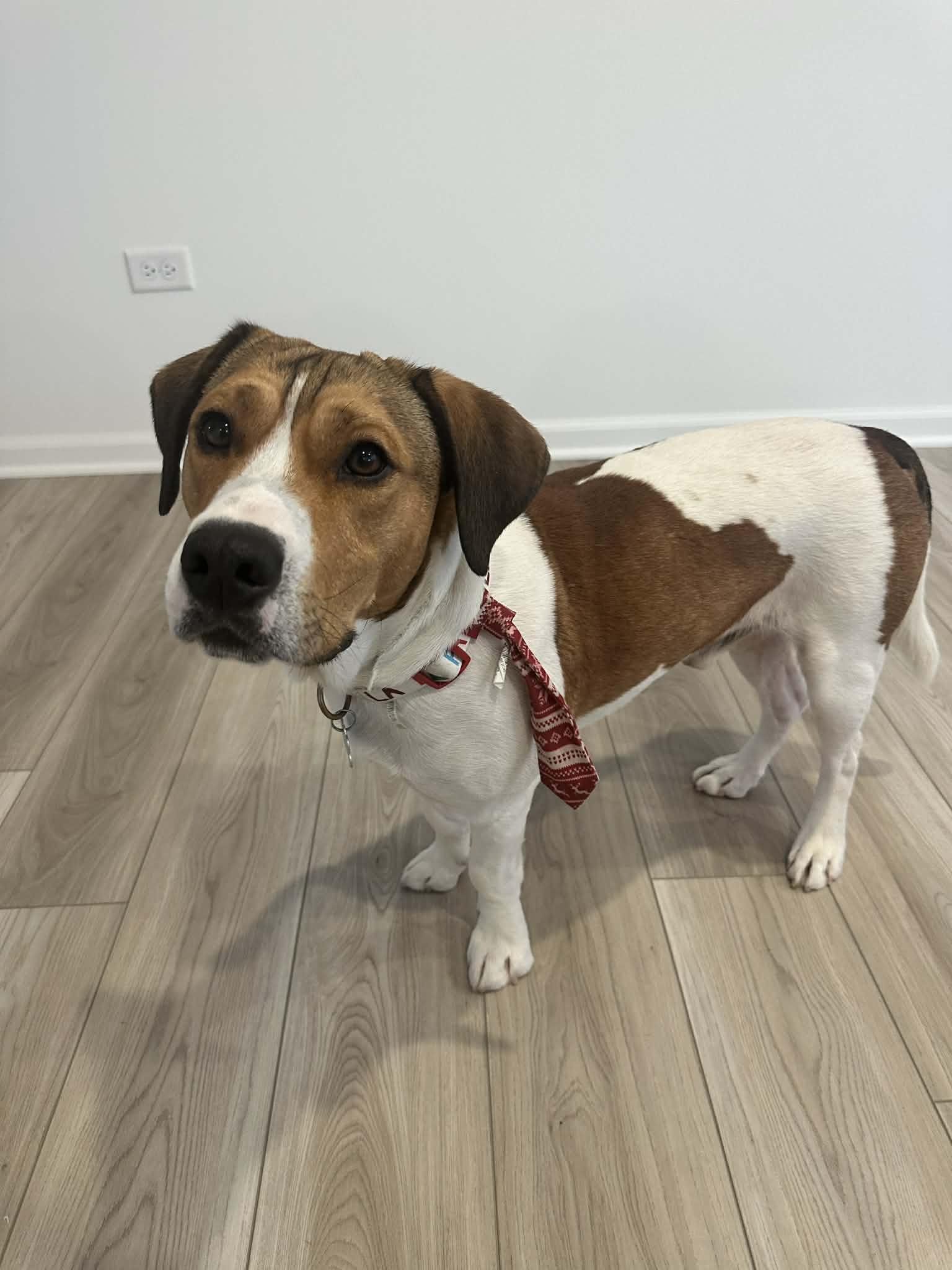 Wilson, a Adoptable mixed breed in Lockport, IL image 6/6