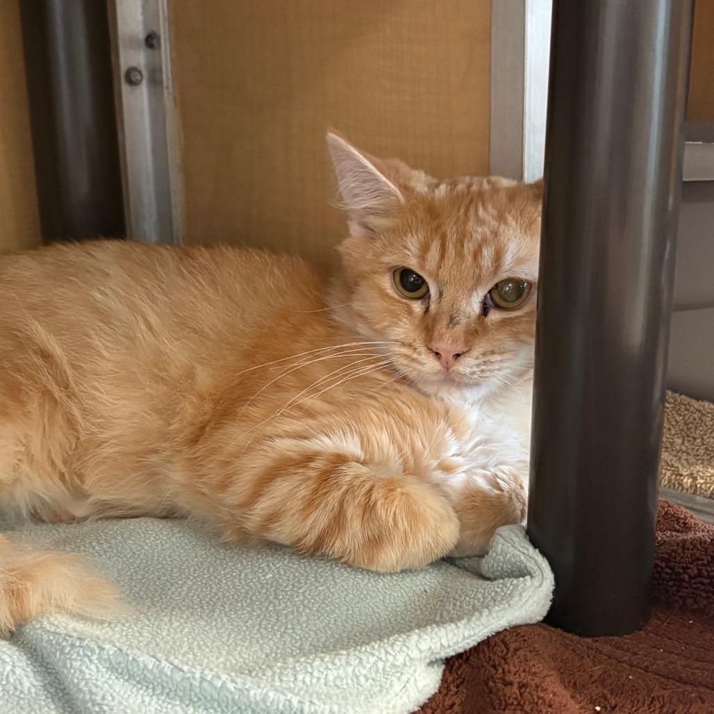 Lionel Ritchie, Adoptable, Kitten Male Domestic Short Hair.