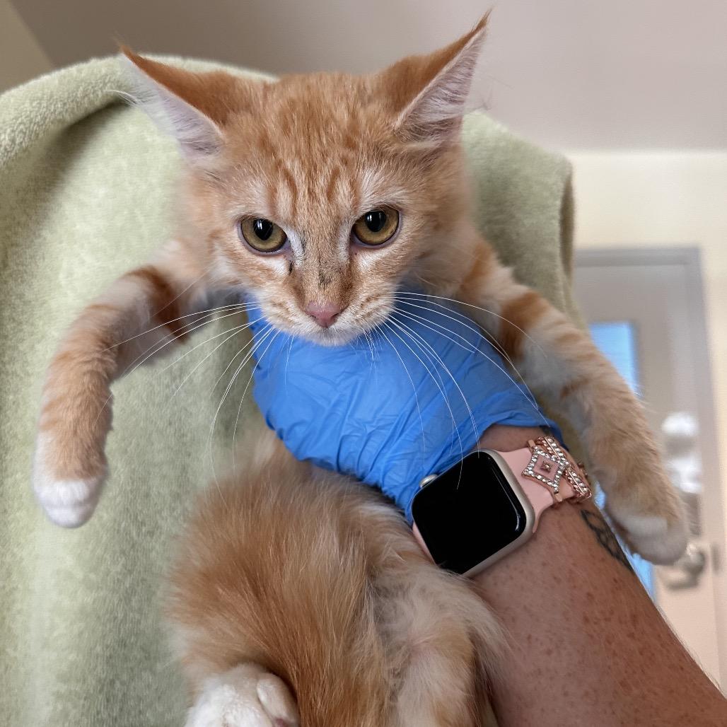 Enlarge Lionel Ritchie, a Adoptable Domestic Short Hair in Chesapeake, VA image 2/3