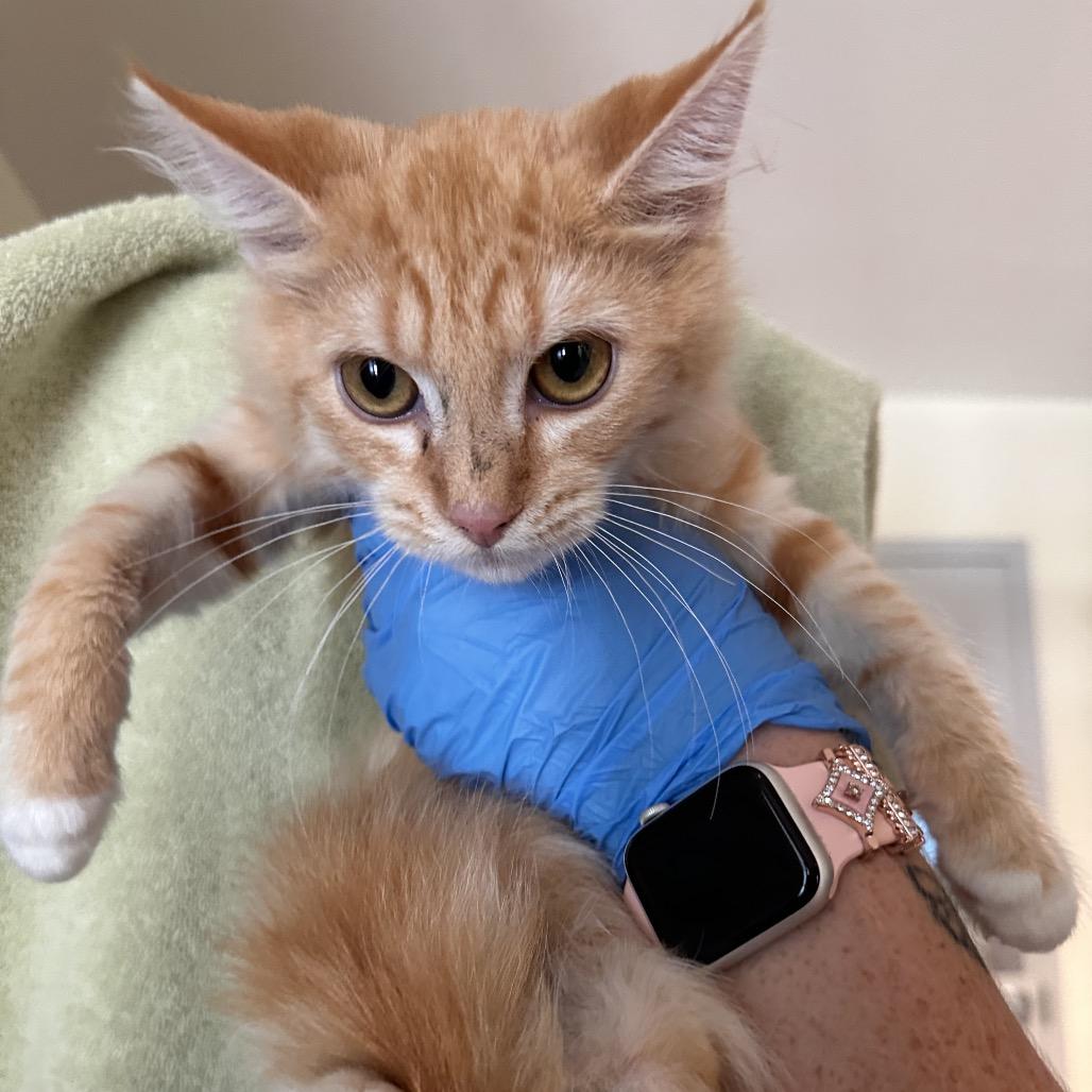 Enlarge Lionel Ritchie, a Adoptable Domestic Short Hair in Chesapeake, VA image 3/3