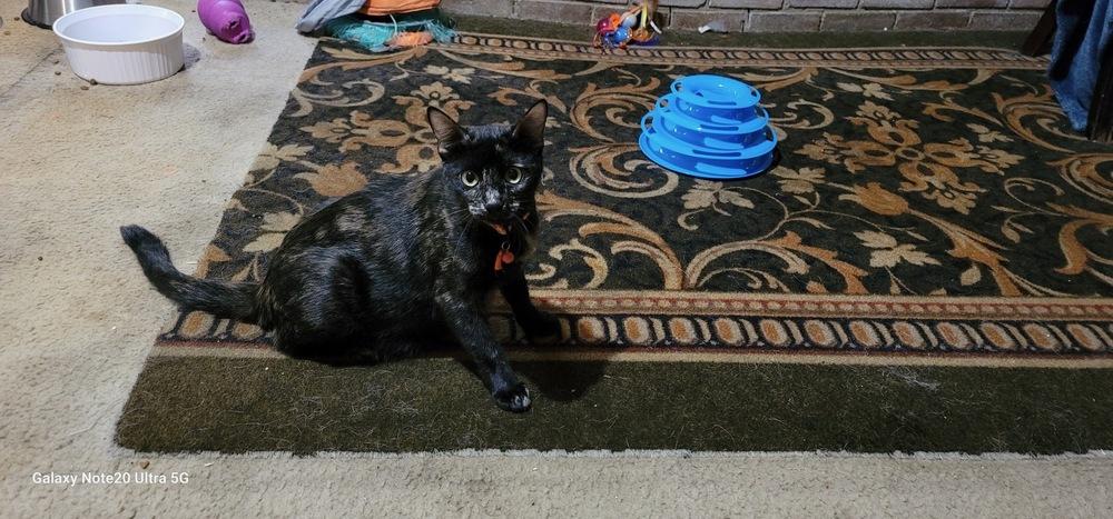 Enlarge Patches, a Adoptable Domestic Short Hair in Little Rock, AR image 1/1