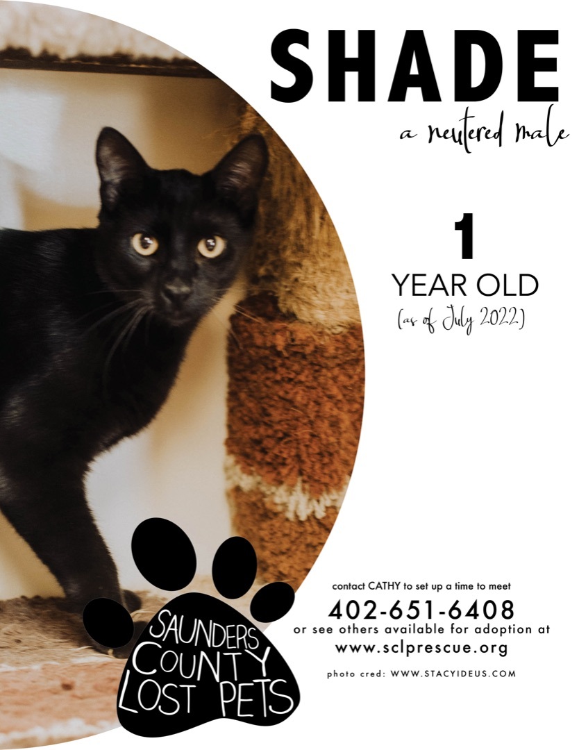 Shade, a Adoptable Domestic Short Hair in Wahoo, NE image 1/2