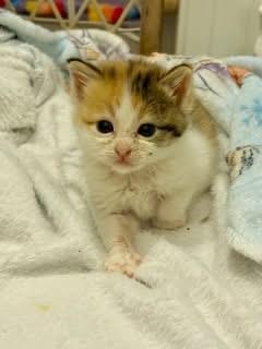 Enlarge Sprinkles, a ADOPTABLE Domestic Short Hair in Columbia, MO image 1/2