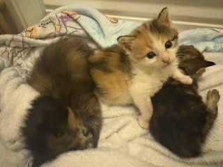 Enlarge Sprinkles, a ADOPTABLE Domestic Short Hair in Columbia, MO image 2/2