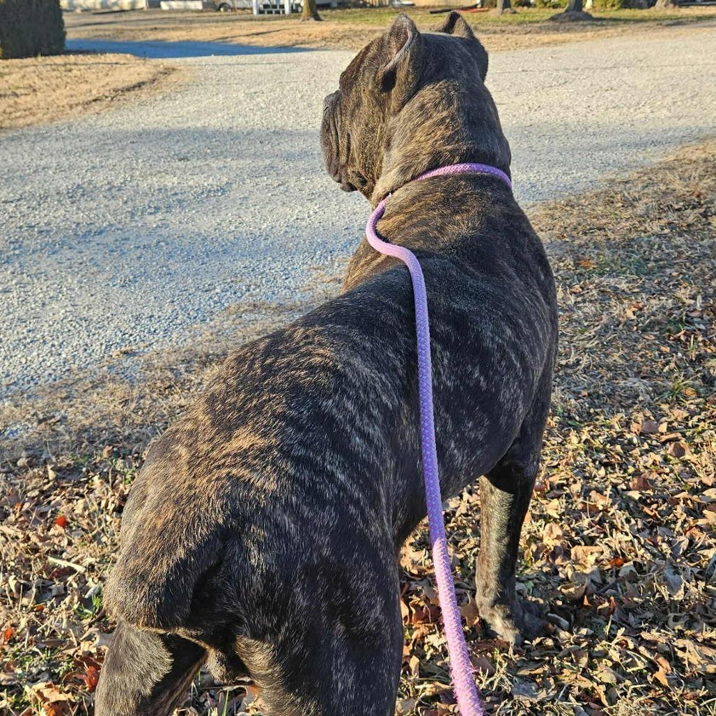 Enlarge Griffin, a Adoptable mixed breed in Wichita, KS image 1/6