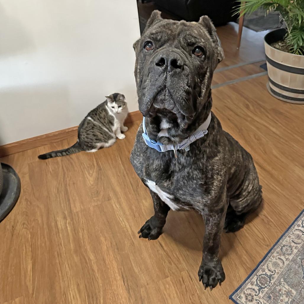 Enlarge Griffin, a Adoptable mixed breed in Wichita, KS image 2/6