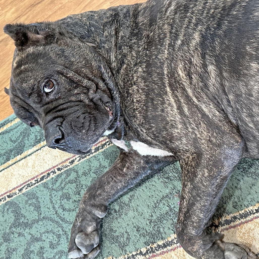 Enlarge Griffin, a Adoptable mixed breed in Wichita, KS image 3/6