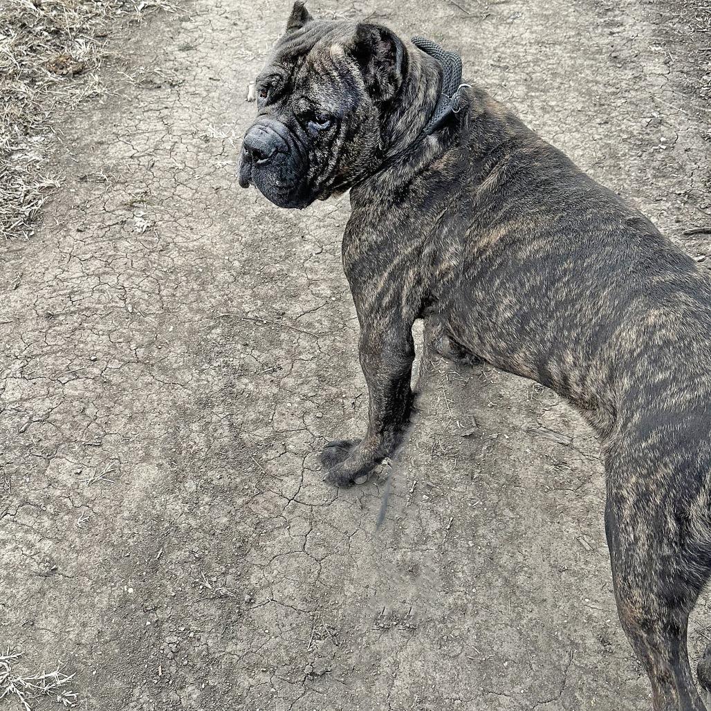 Enlarge Griffin, a Adoptable mixed breed in Wichita, KS image 4/6