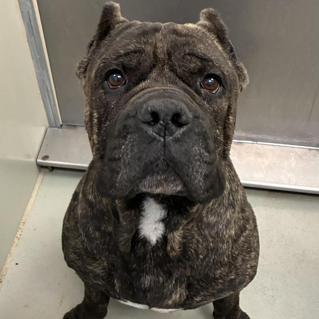 Enlarge Griffin, a Adoptable mixed breed in Wichita, KS image 5/6