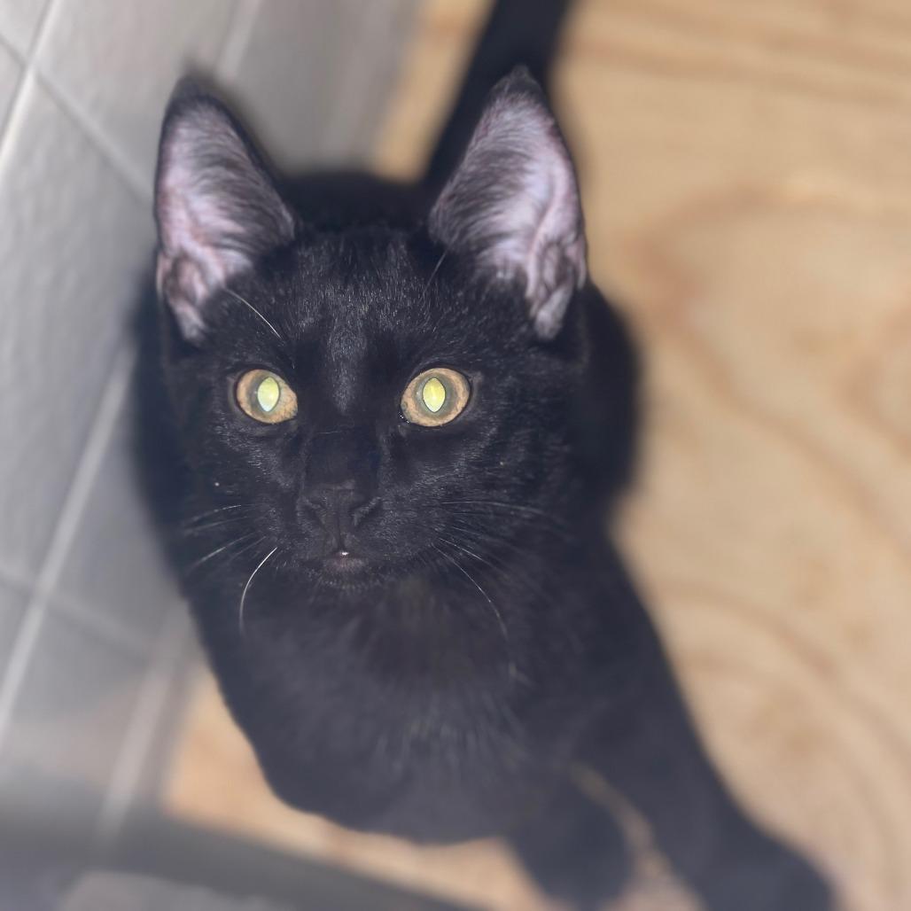 Enlarge Jester, a Adoptable Domestic Short Hair in Las Vegas, NV image 1/1