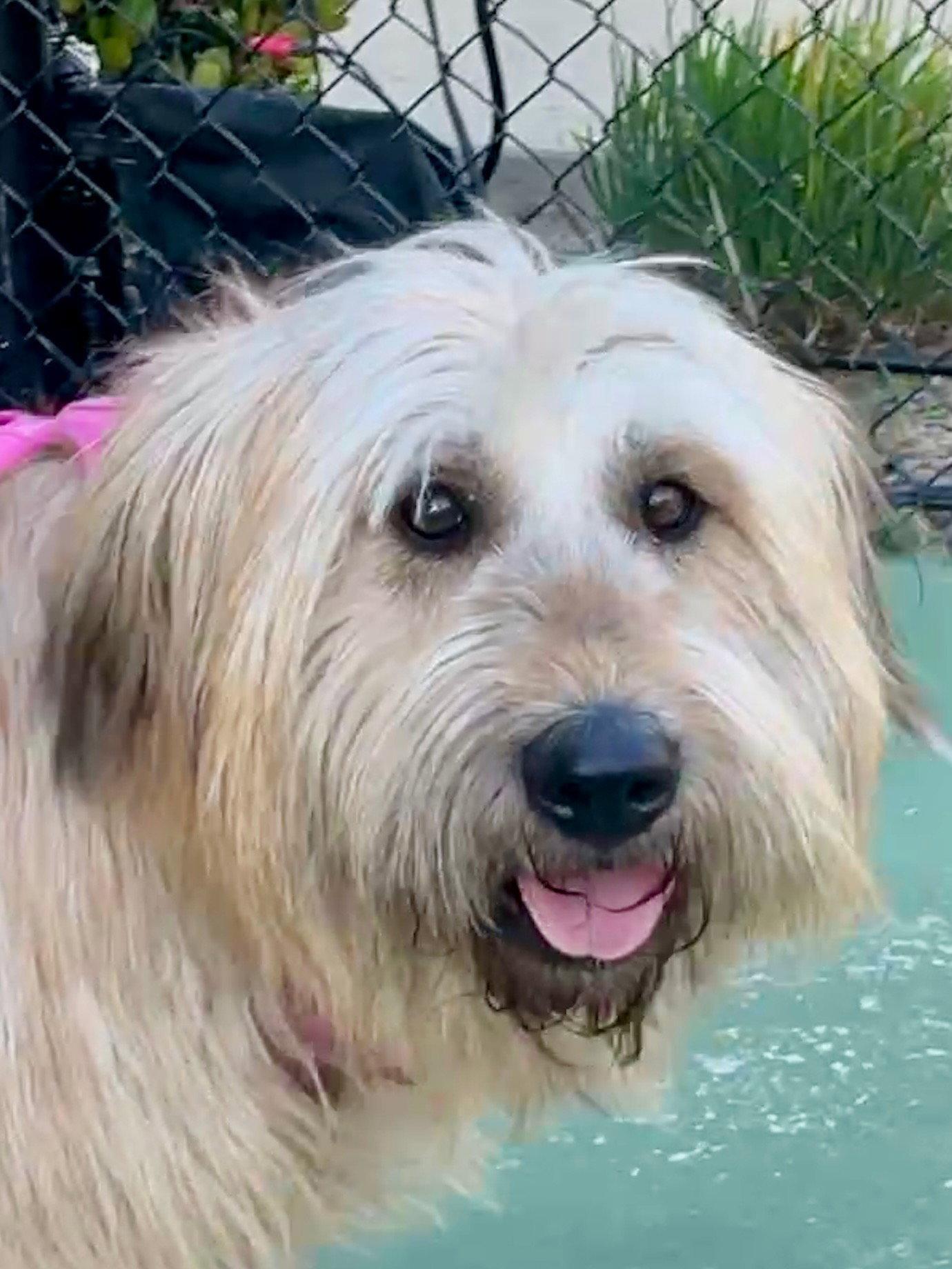 Enlarge SAPBUN, a Adoptable mixed breed in Agoura Hills, CA image 1/3