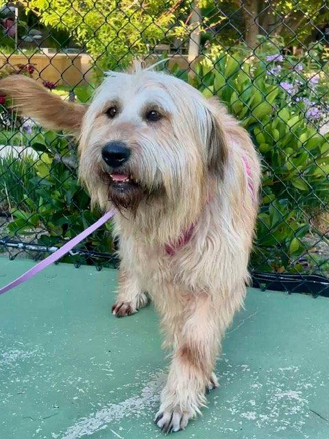 Enlarge SAPBUN, a Adoptable mixed breed in Agoura Hills, CA image 2/3