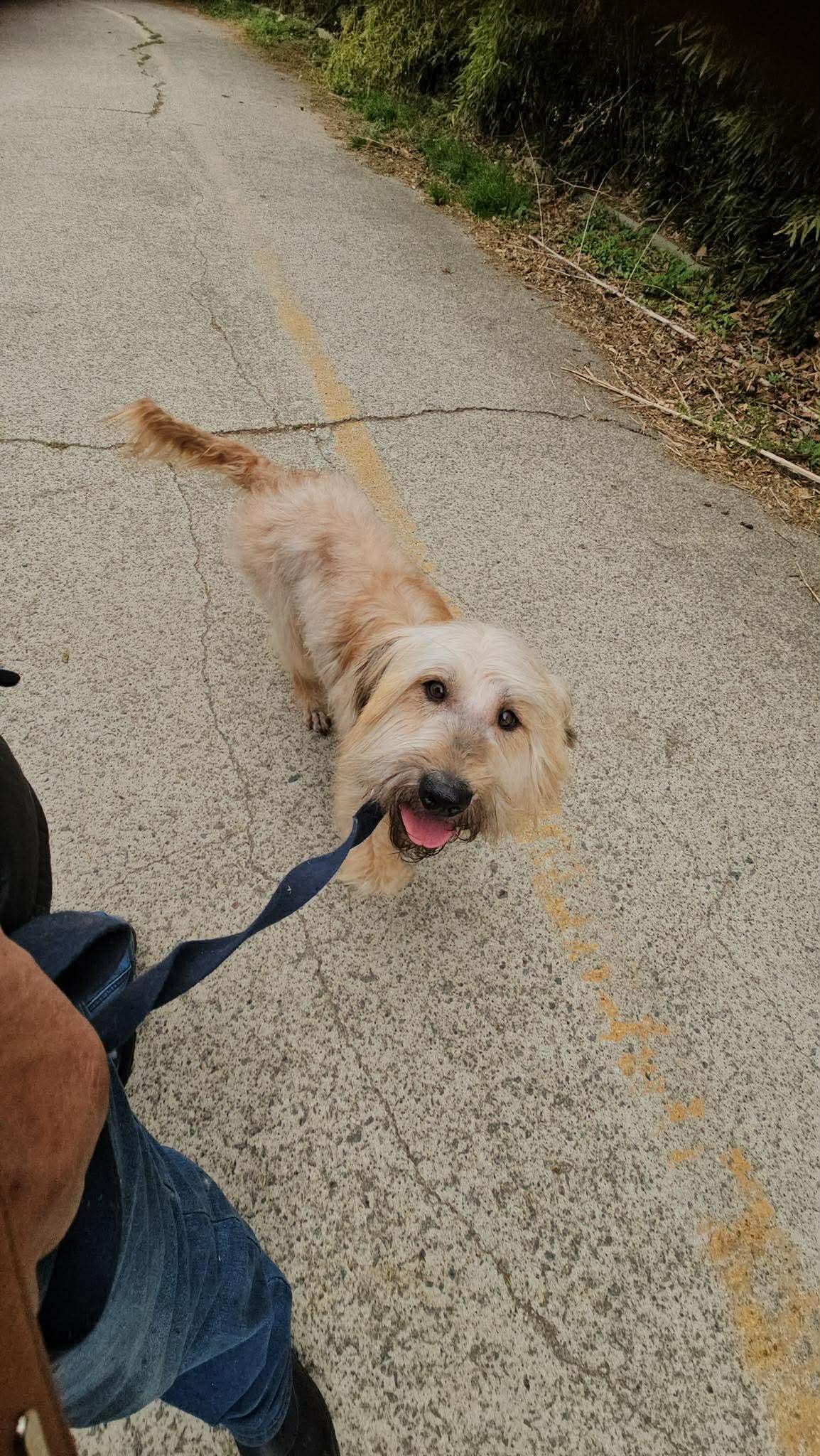Enlarge SAPBUN, a Adoptable mixed breed in Agoura Hills, CA image 1/1