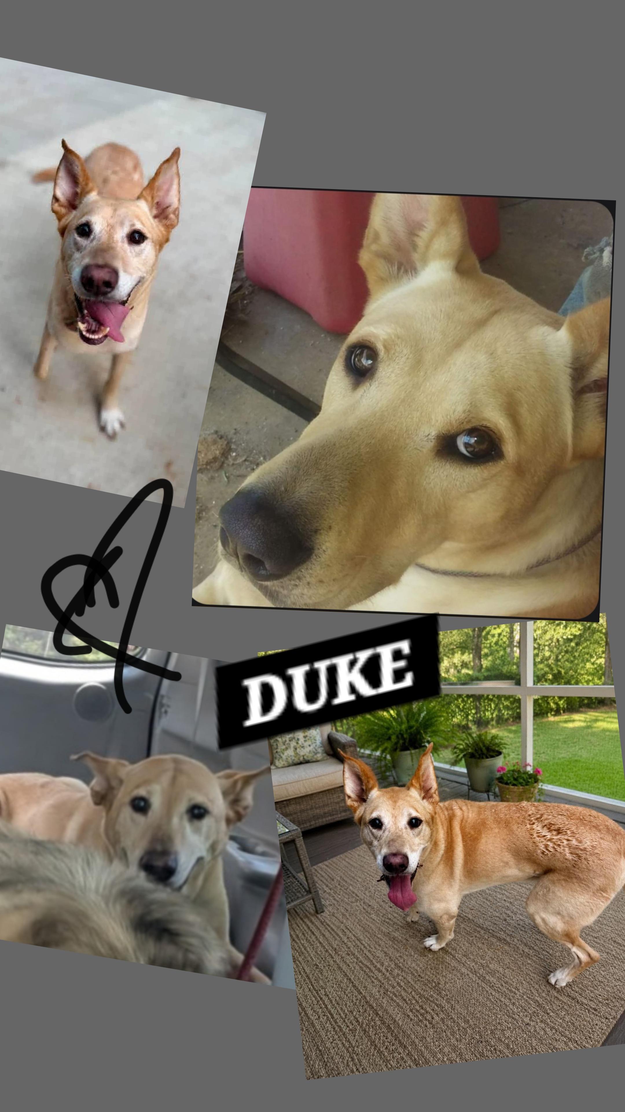 DUKE, a ADOPTABLE mixed breed in Jackson, TN image 1/5