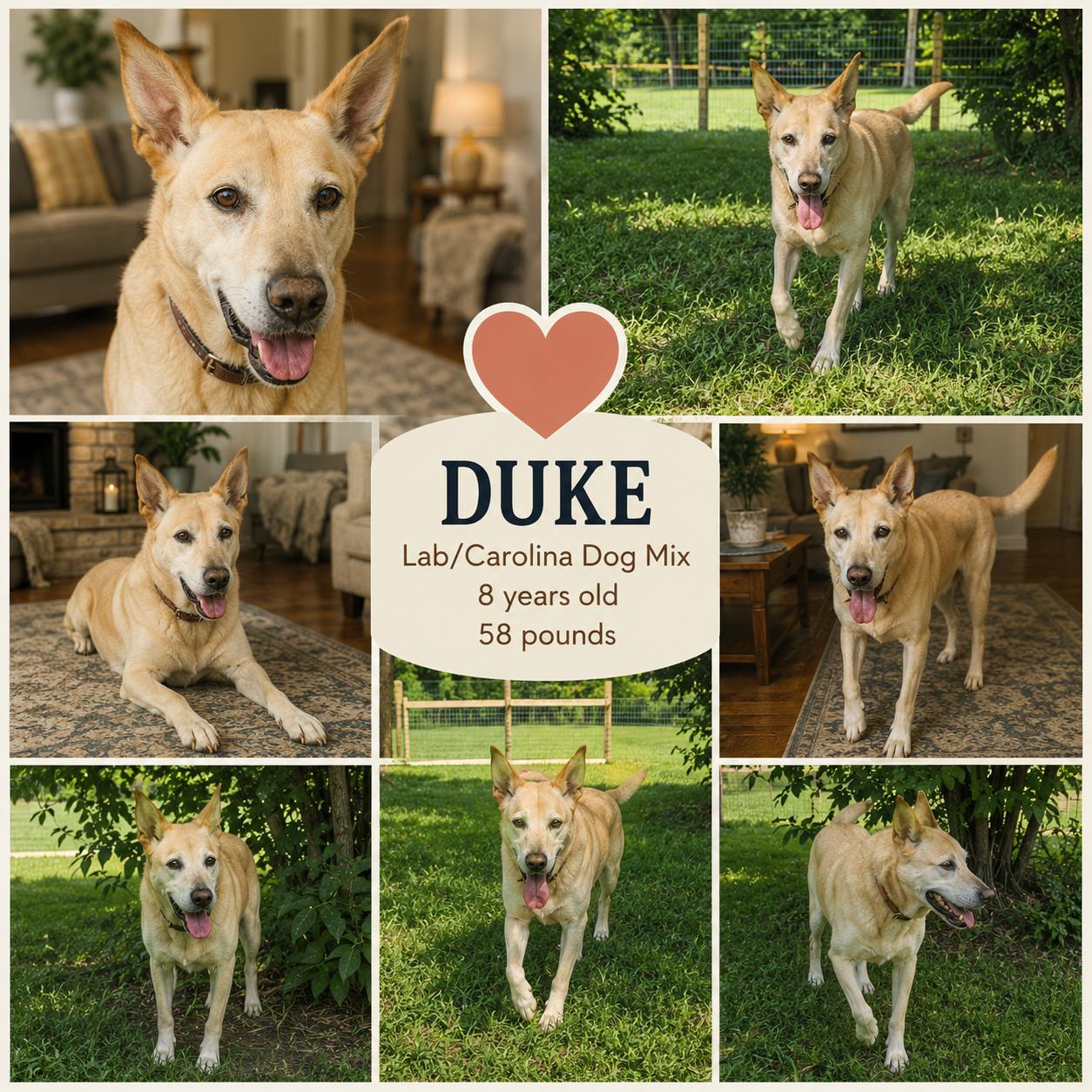 DUKE, Adoptable, Adult Male Labrador Retriever & Carolina Dog.