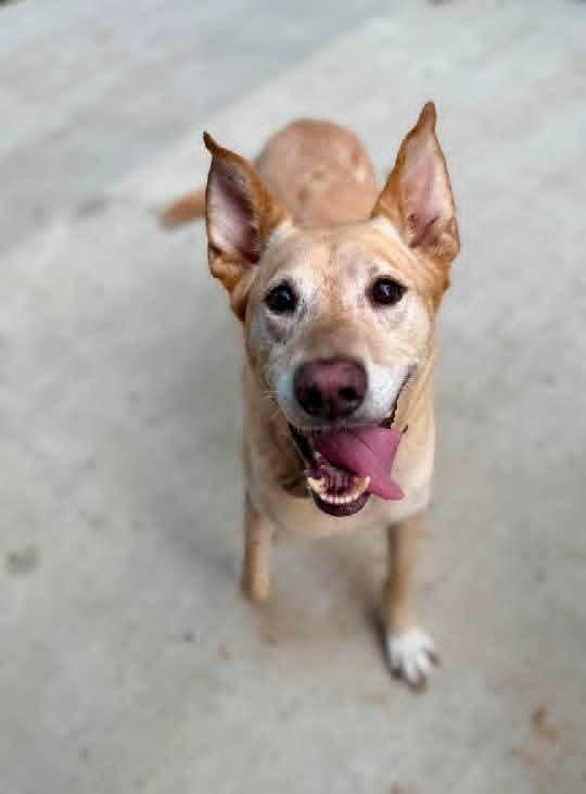DUKE, a ADOPTABLE mixed breed in Jackson, TN image 4/5