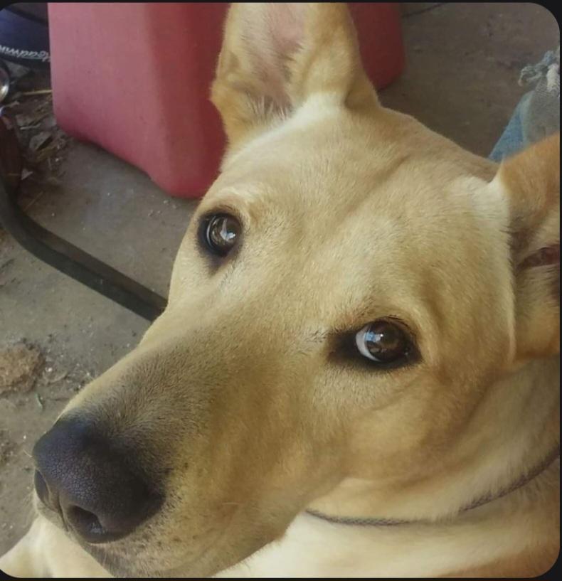 DUKE, a ADOPTABLE mixed breed in Jackson, TN image 2/5