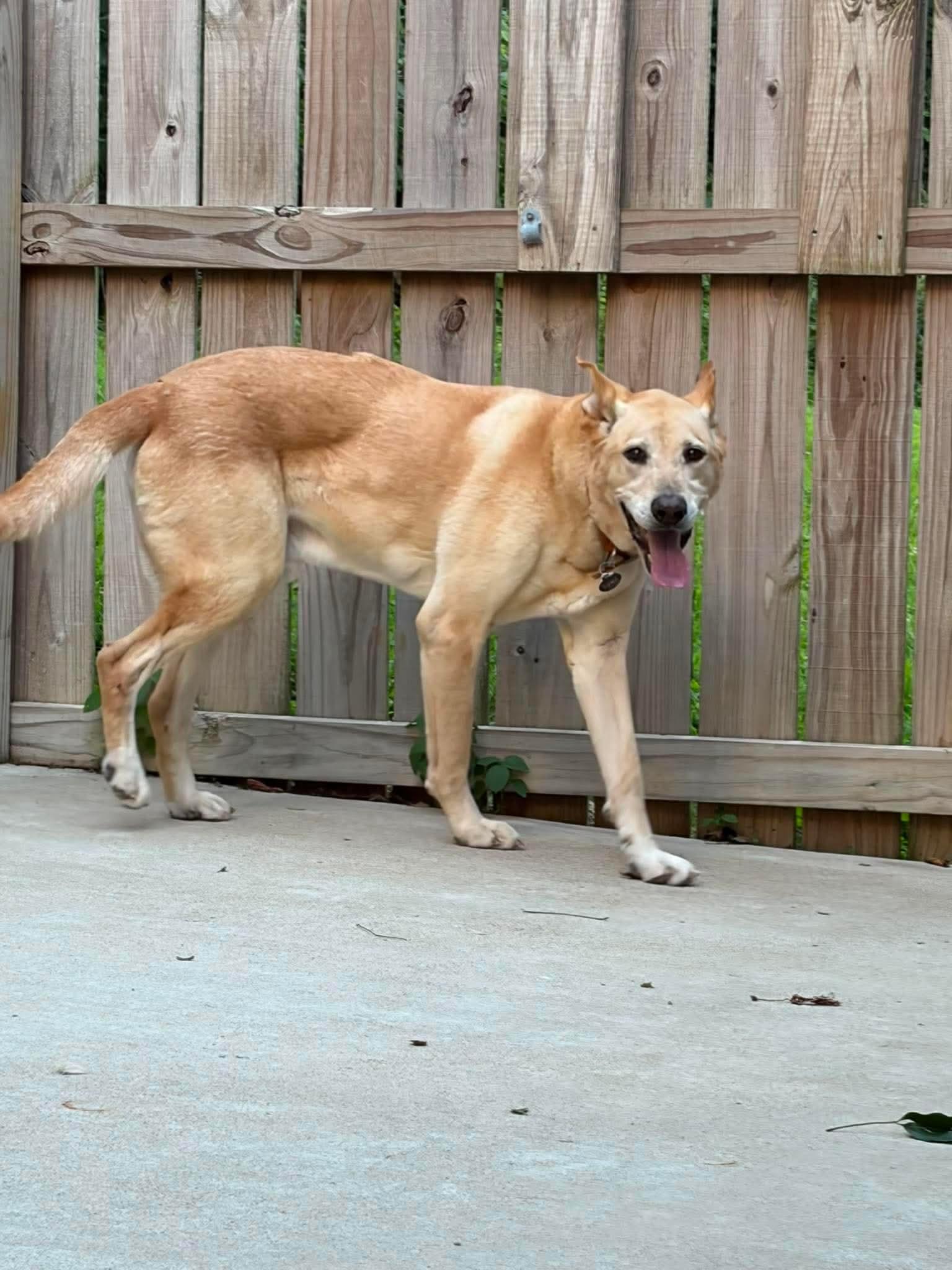 DUKE, a ADOPTABLE mixed breed in Jackson, TN image 5/5